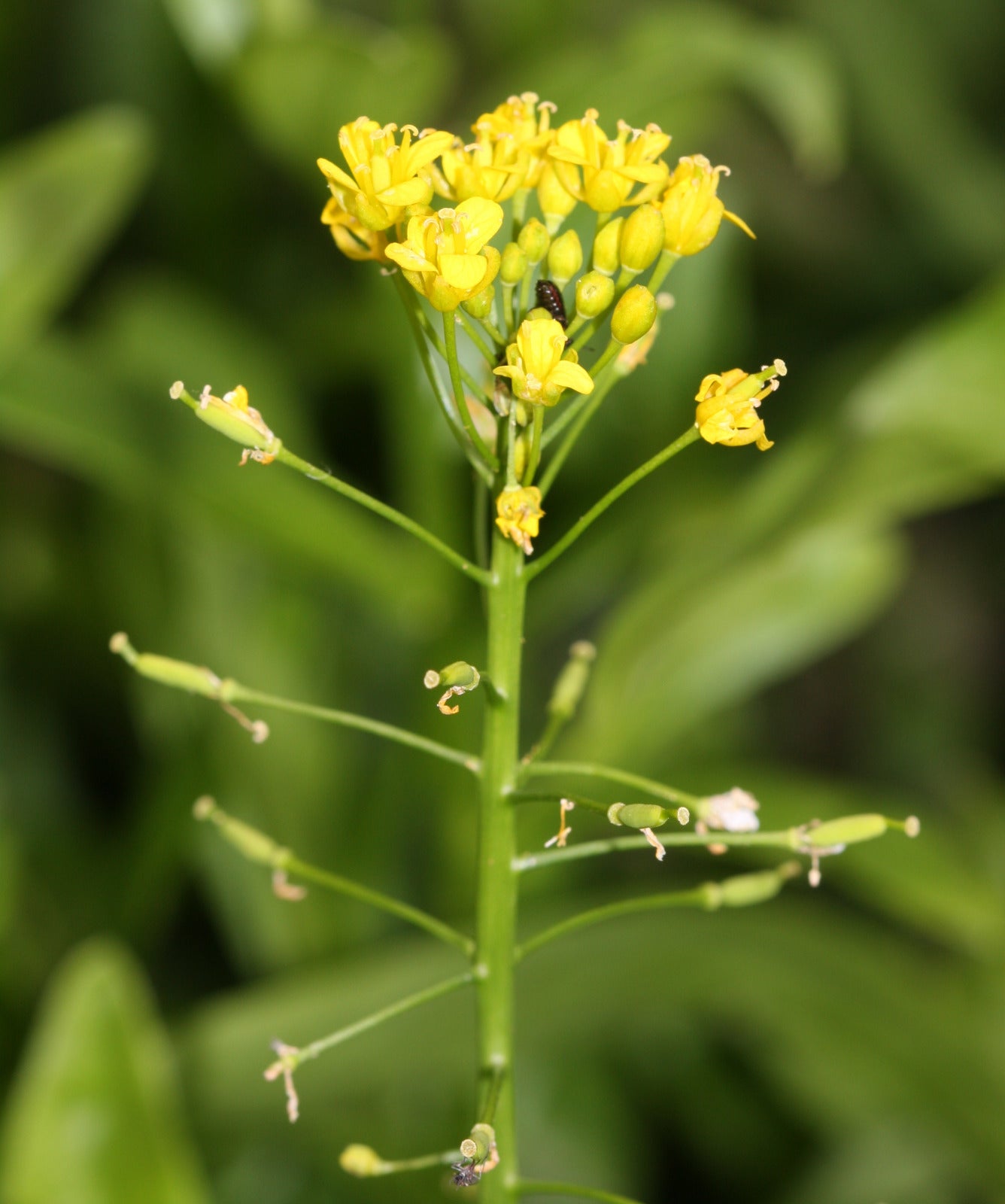 Gelb Stein Cress Blumensamen zur Aussaat lang Blüte Saison Traditionssorte & ohne Gentechnik Samen Hausgarten