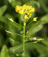 Gelb Stein Cress Blumensamen zur Aussaat lang Blüte Saison Traditionssorte & ohne Gentechnik Samen Hausgarten