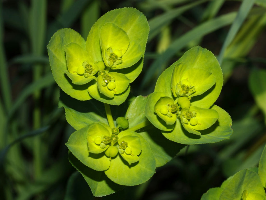 Mediterranean Spurge Blumensamen zur Aussaat Schnitt Blume beliebt Traditionssorte & ohne Gentechnik Samen Hausgarten