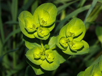 Mediterranean Spurge Blumensamen zur Aussaat Schnitt Blume beliebt Traditionssorte & ohne Gentechnik Samen Hausgarten