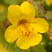 Gelb Mimulus Guttatus Blumensamen zur Aussaat