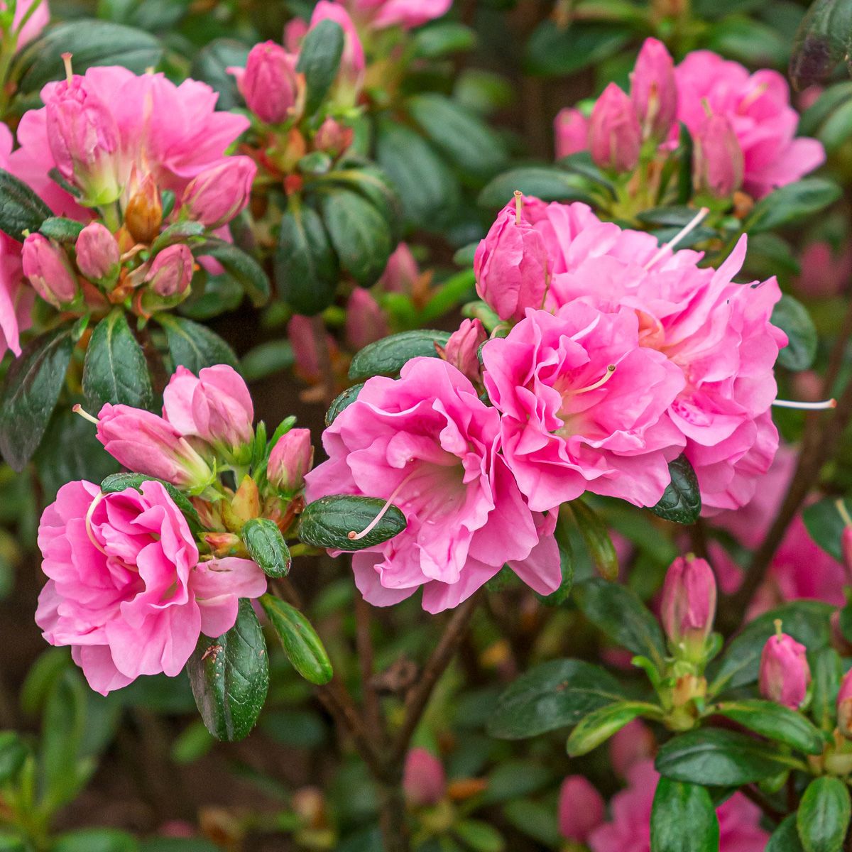 Grün Rhododendron Azalee Blumensamen zur Aussaat robust Sorte Traditionssorte & ohne Gentechnik Samen Hausgarten