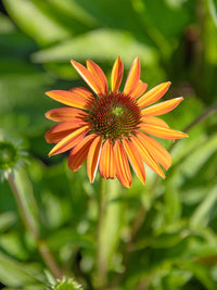 Gemischt Sonnenhut Blumensamen zur Aussaat – kompakt Wuchs – Traditionssorte & ohne Gentechnik Samen Hausgarten