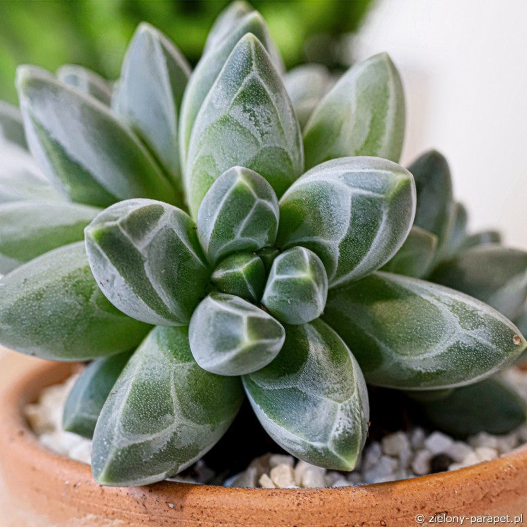 Pachyphytum Compactum Blumensamen zur Aussaat saisonal Dauerblüher Traditionssorte & ohne Gentechnik Samen Hausgarten