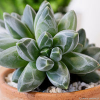 Pachyphytum Compactum Blumensamen zur Aussaat saisonal Dauerblüher Traditionssorte & ohne Gentechnik Samen Hausgarten