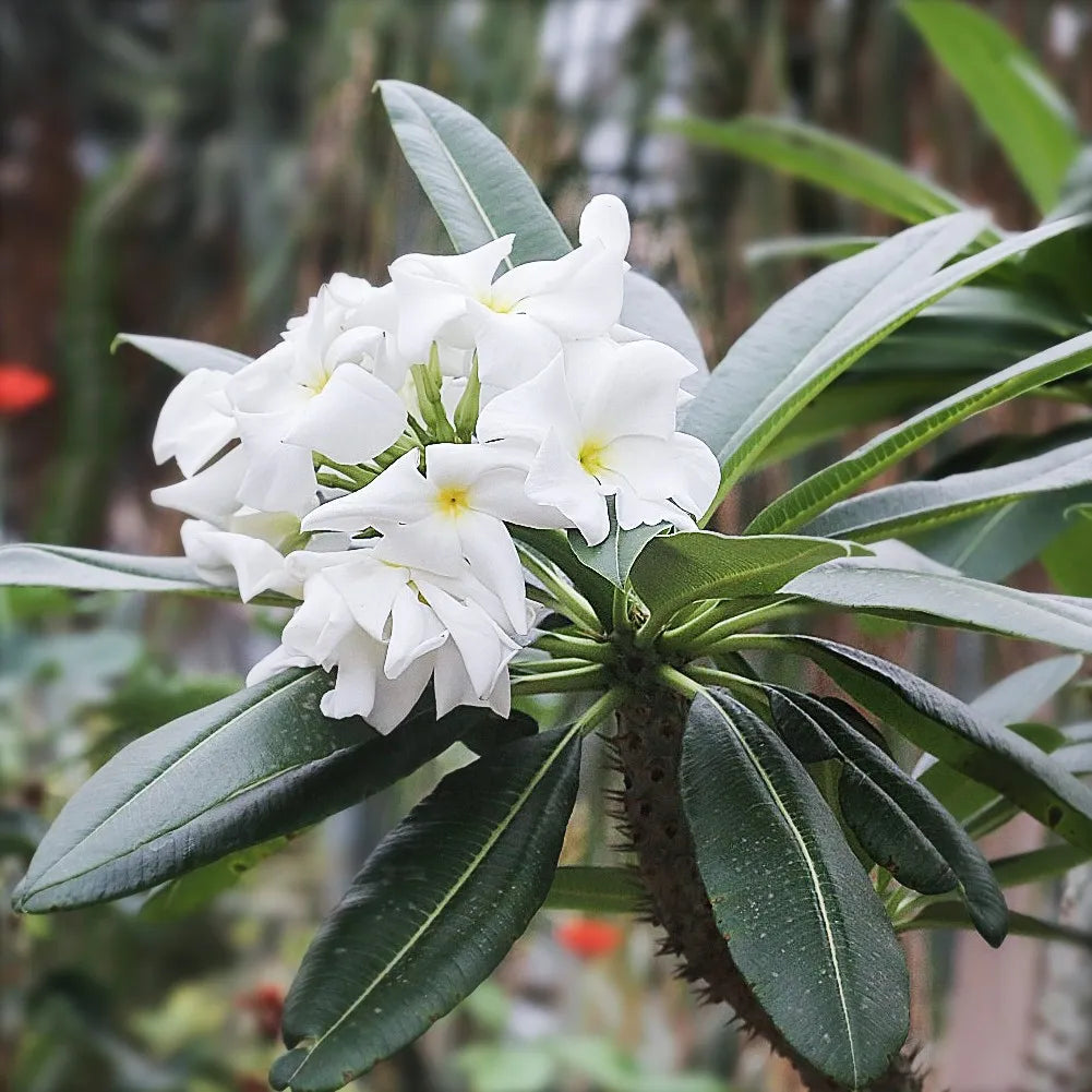 Madagascar palm thriving in outdoor garten
