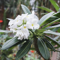 Madagascar palm thriving in outdoor garten