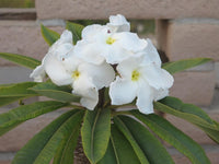 Pachypodium lamerei wachsend in decorative topf