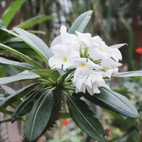 Pachypodium lamerei samen for anpflanzung