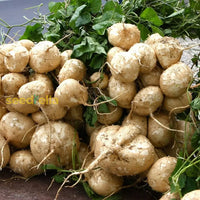 Pachyrhizus samen suitable für home gardens and raised beds