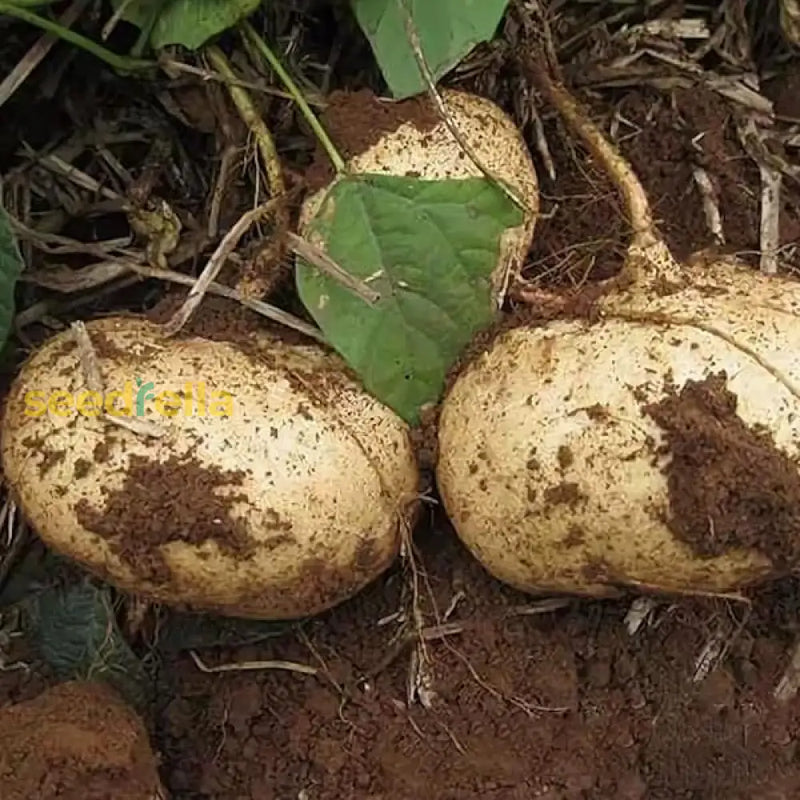 Pachyrhizus samen jicama traditionelle variety für home aussaat