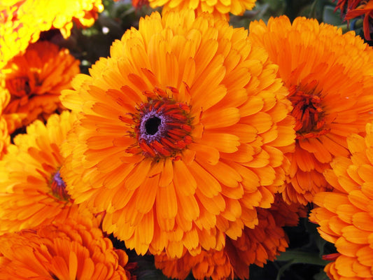 Pacific Beauty Orange Marigold Samen – gentechnikfrei Calendula officinalis Variety