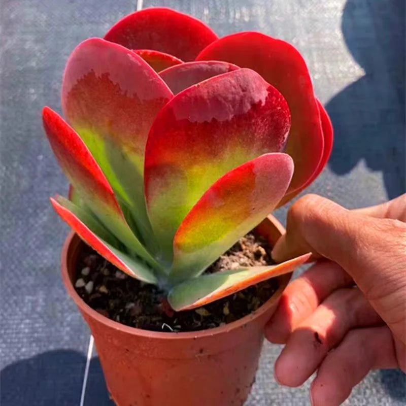 Flammendes Käthchen Humilis Blumensamen zur Aussaat Halbschatten verträglich Traditionssorte & ohne Gentechnik Samen Hausgarten