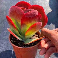 Flammendes Käthchen Humilis Blumensamen zur Aussaat Halbschatten verträglich Traditionssorte & ohne Gentechnik Samen Hausgarten