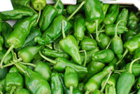 Vigorous padron pepper pflanze gezogen aus samen