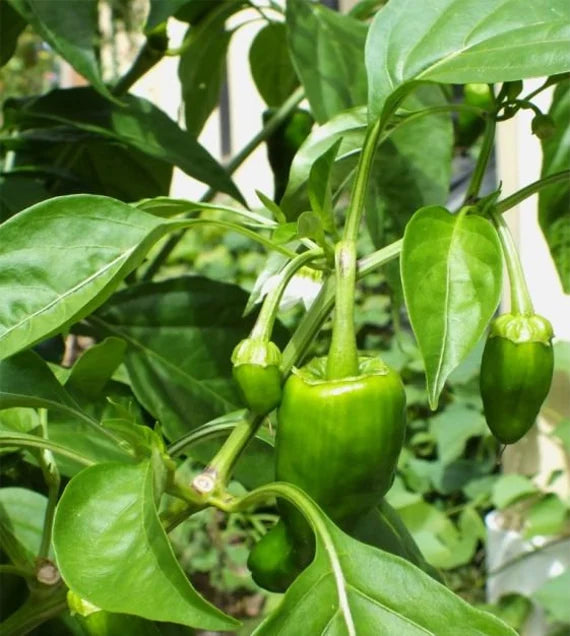 Padron pepper samen für aussaat in home gardens