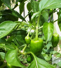 Padron pepper samen für aussaat in home gardens