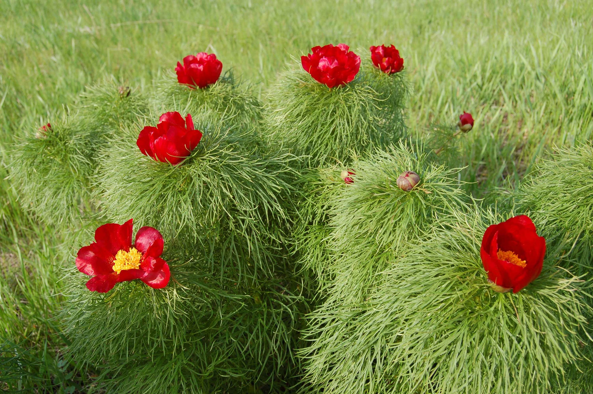 Paeonia tenuifolia seedlings growth and anpflanzung guide