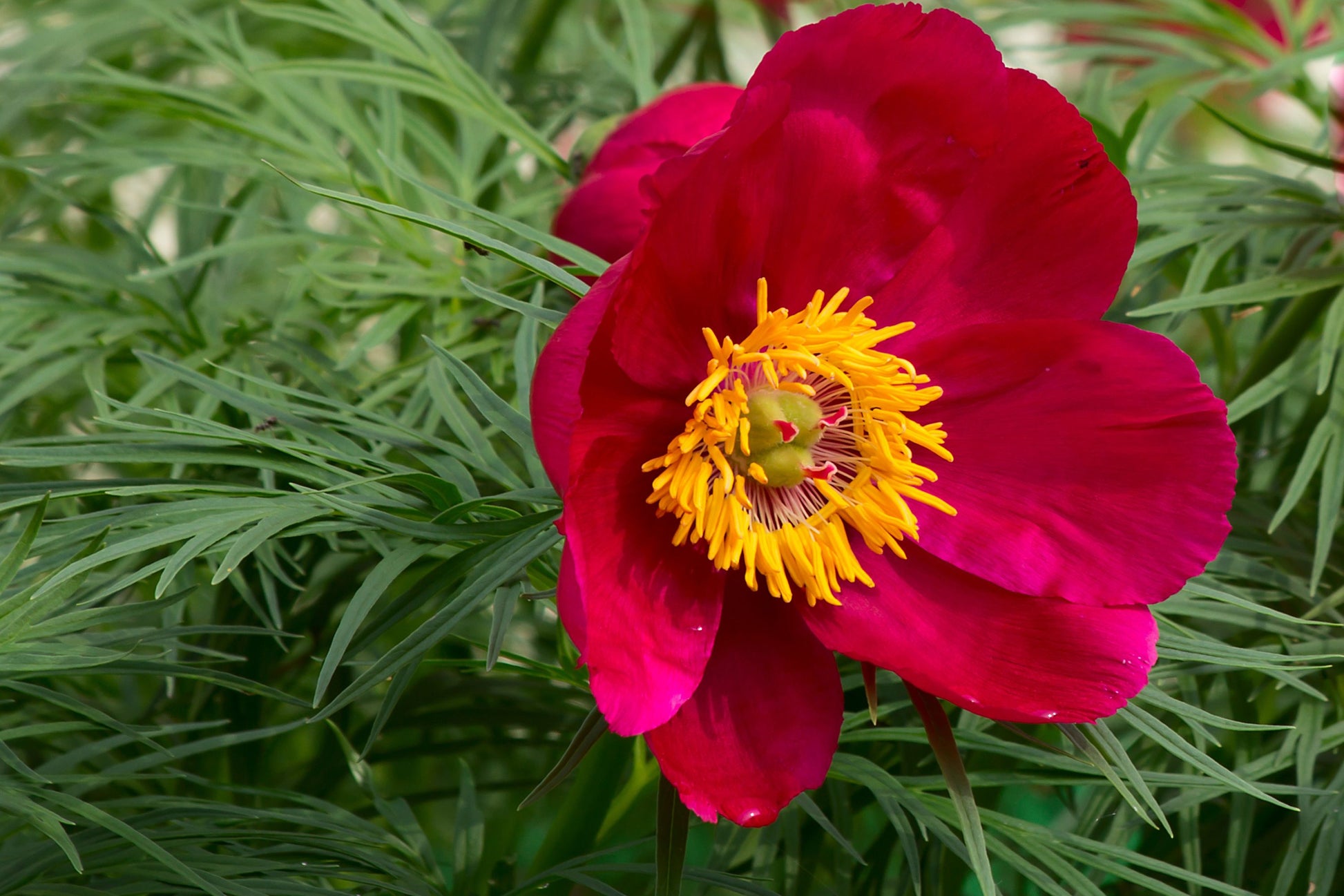 Rot Paeonia Tenuifolia Blumensamen zur Aussaat – hochwertige Qualitäts- – Traditionssorte & ohne Gentechnik Samen Hausgarten