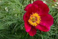 Rot Paeonia Tenuifolia Blumensamen zur Aussaat – hochwertige Qualitäts- – Traditionssorte & ohne Gentechnik Samen Hausgarten