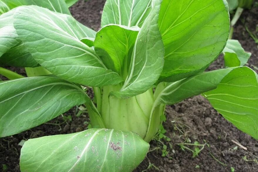 Green Pak Choi Samen for Gemüse Planting