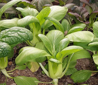 Green Pak Choi Samen for Gemüse Planting