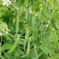 Green Pisum Gemüse Samen zum Pflanzen
