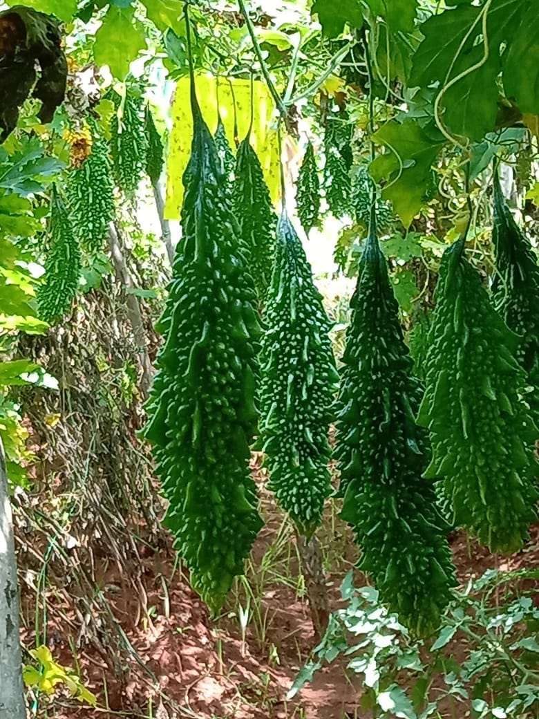 Pale grüne bittergourd samen für aussaat bitter melon vines