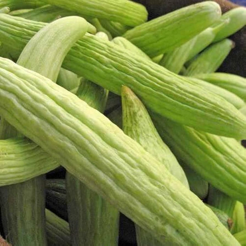 Pale grüne süße cucumbers gezogen aus armenian samen