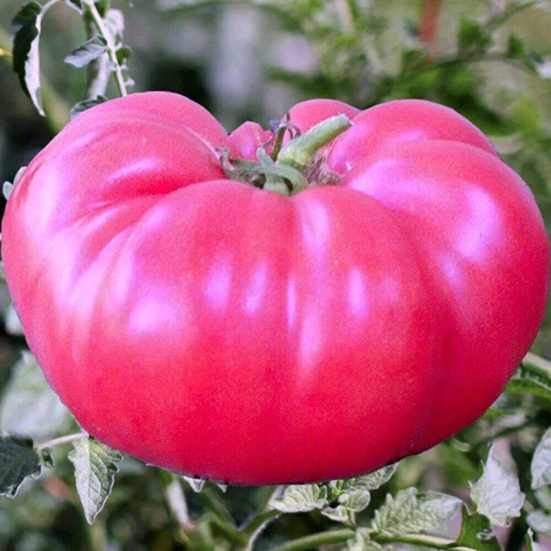 Pale pink tomato samen für aussaat