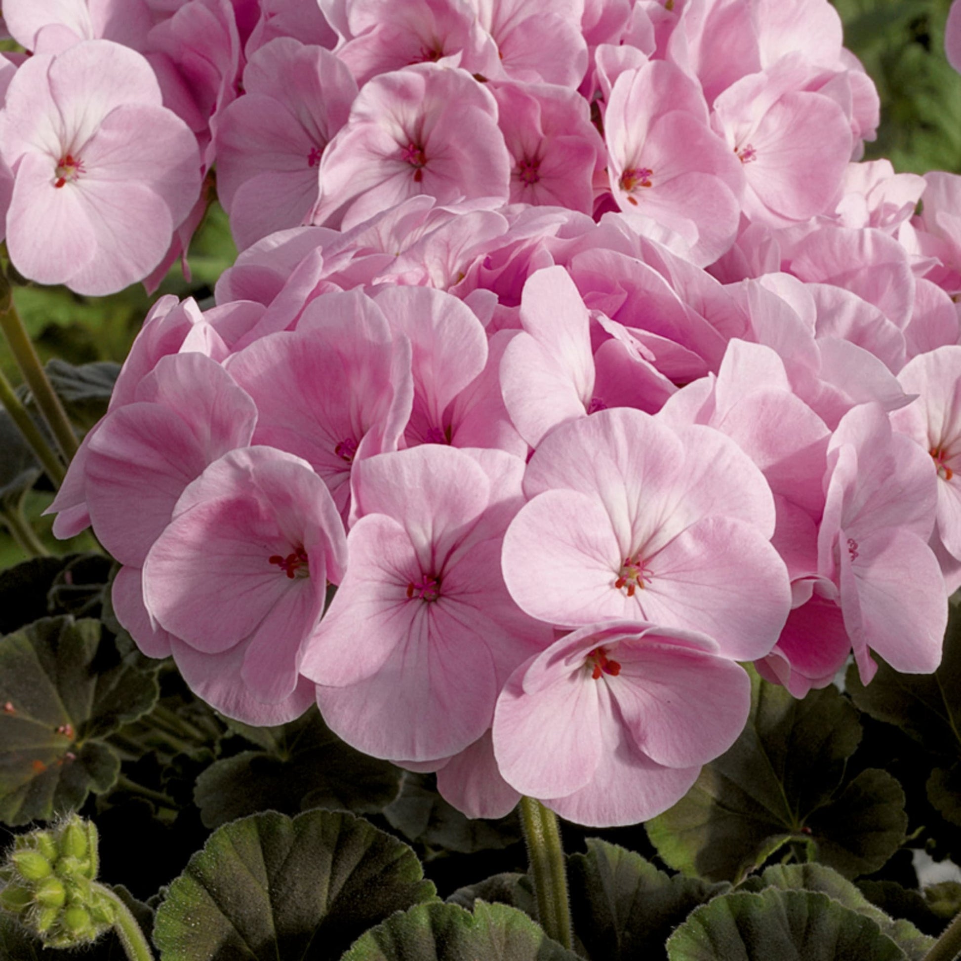 Pale rosa rose geranium samen for anpflanzung