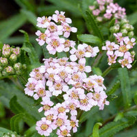 Pale pink yarrow Blume Samen