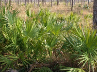 Saw Palmetto-Pläne Samen für einfaches Anpflanzen