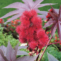 Palma Christi Samen Germinating in Potting Soil