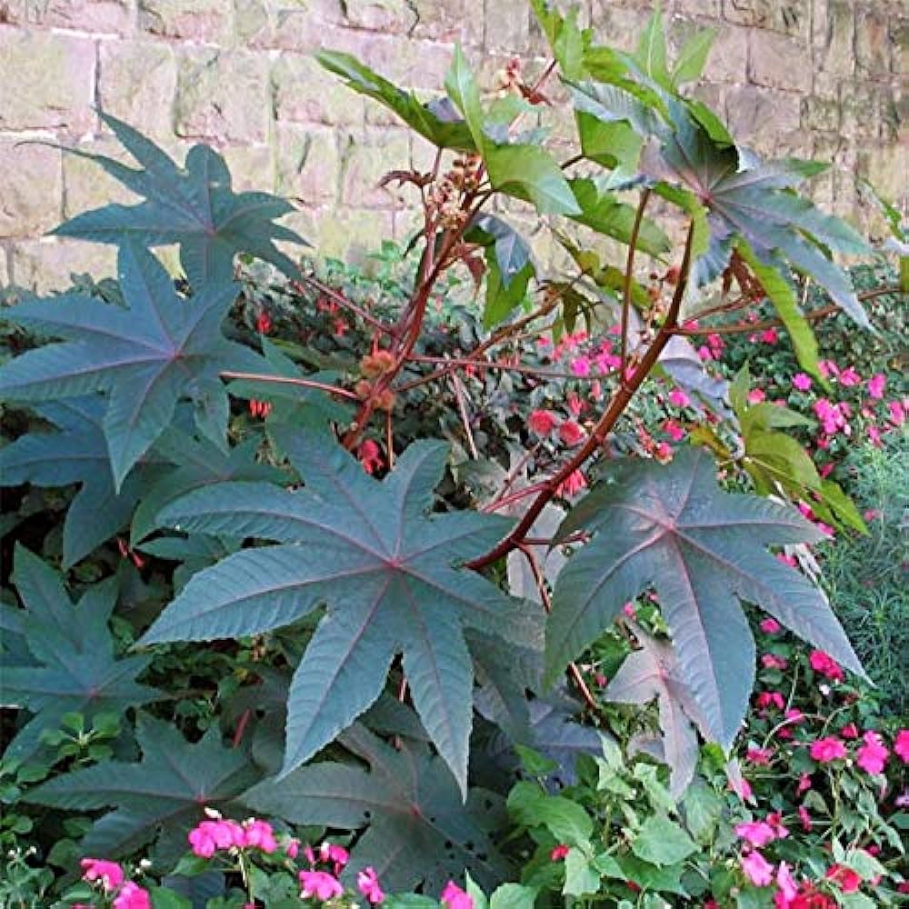 Palma Christi Samen for Aussaat Green Ornamental Pflanzen