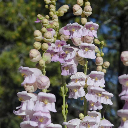 Penstemon Palmeri Blumensamen zur Aussaat Bestäuber freundlich Traditionssorte & ohne Gentechnik Samen Hausgarten