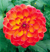 Anzucht Howden Dahlias hochwertige Blumensamen Garten Aussaat