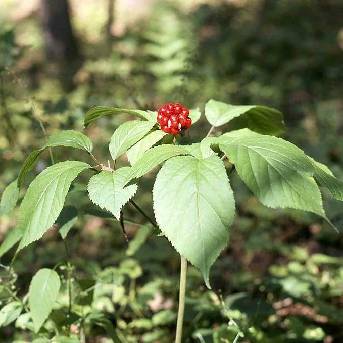 Panax quinquefolius native woodland ornamental Pflanze