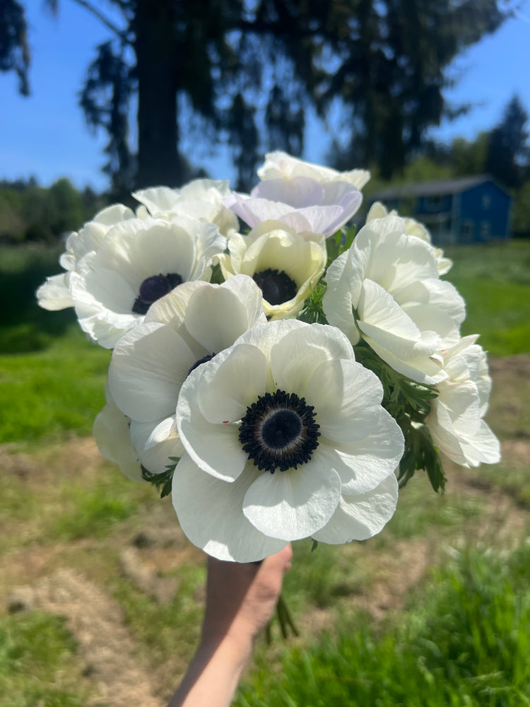 Anemone blume samen for anpflanzung drought tolerant heirloom & gmo free samen for home garten
sale samen for home garten anpflanzung