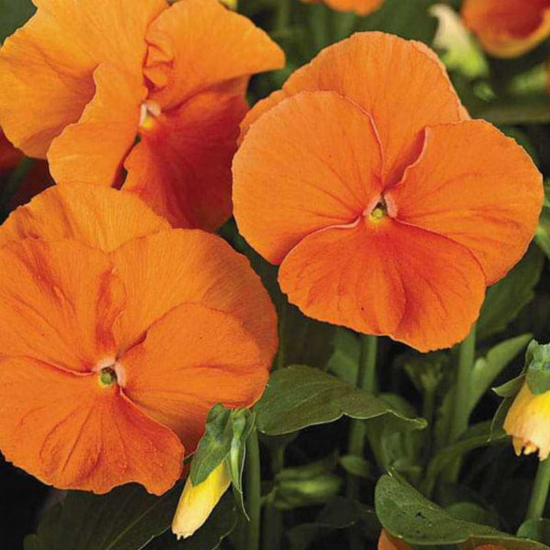 Pansy blume samen for anpflanzung cut blume favorite heirloom & gmo free samen for home garten 
 
 sale for anpflanzung in home garten