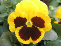Bright gelb pansy blumen blooming in garten