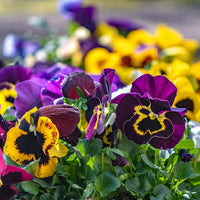 Mixed pansy blumen in a garten bed