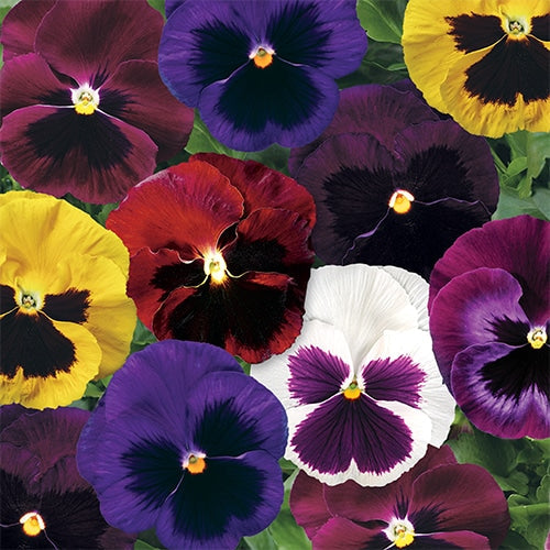 Pansy blume samen for anpflanzung