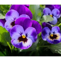 Stiefmütterchen Lila Blumensamen zur Aussaat – Lila Blüten