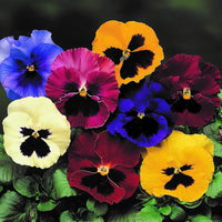 Pansy seedlings wachsend from samen