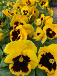 How to pflanze gelb pansy samen step by step
