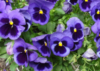 Stiefmütterchen Swiss riesig Ullswater Beaconsfield mehrjährige Blumensamen ausdrucksstark Gartenblumen