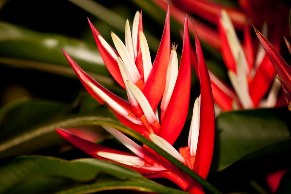 Rot Paradiesvogelblume Blumensamen zur Aussaat – lang Blüte Saison – Traditionssorte & ohne Gentechnik Samen Hausgarten