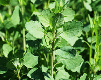 Papalo Kraut Pflanze with aromatic green leaves
