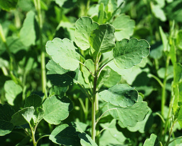Papalo Kraut Pflanze with aromatic green leaves